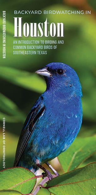 Backyard Birdwatching in Houston