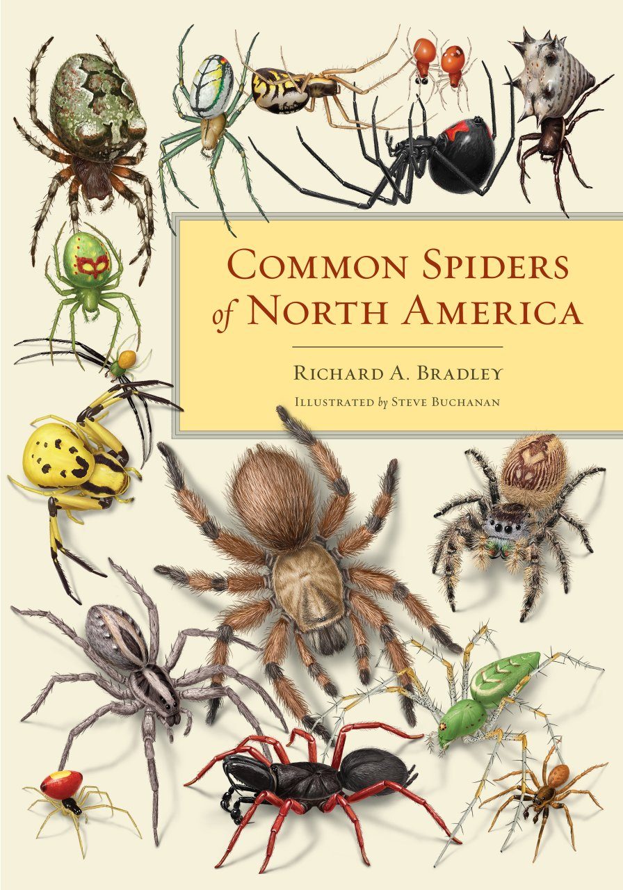 The common spiders of the United States. Spiders. 2l6 THE COMMON