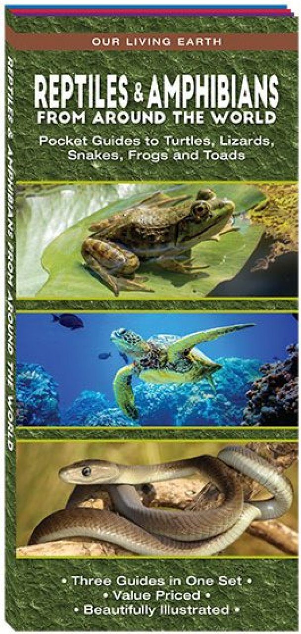 Reptiles & Amphibians From Around The World: Pocket Guides To Turtles ...