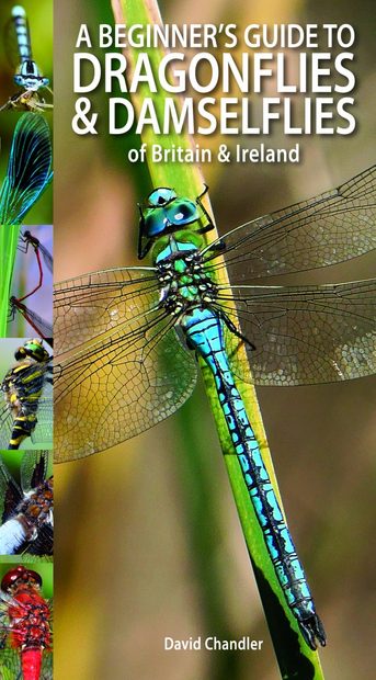 A Beginner's Guide to Dragonflies & Damselflies of Britain & Ireland