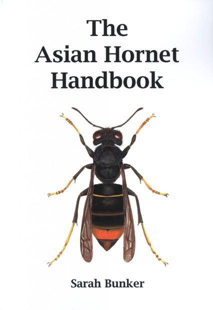 The Yellow-Legged Asian Hornet