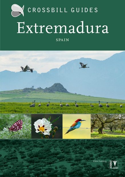 Crossbill Guide: Extremadura, Spain