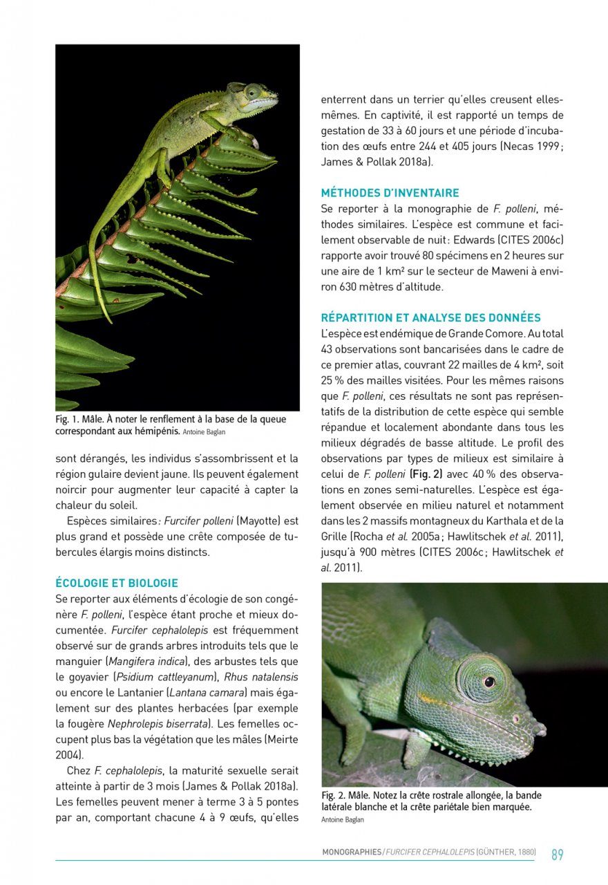 Atlas Des Amphibiens Et Des Reptiles Terrestres De L Archipel Des Comores Atlas Of Amphibians And Terrestrial Reptiles Of The Comoros Archipelago Nhbs Field Guides Natural History