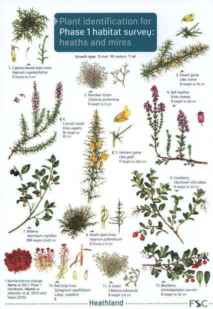 Plant Identification for Phase 1 Habitat Survey: Heaths and Mires