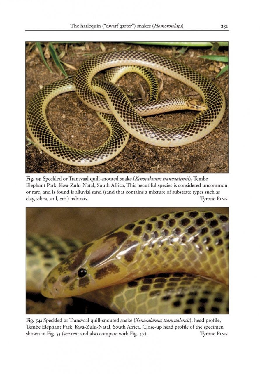 The African and Middle Eastern Burrowing Asps (Atractaspis spp.) and Their  Allies | NHBS Academic & Professional Books
