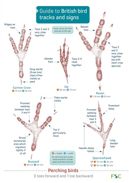 Guide to British Bird Tracks and Signs