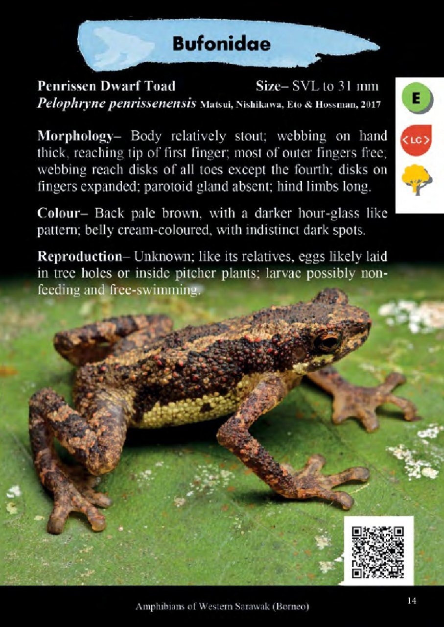 Amphibians of Western Sarawak (Borneo) | NHBS Field Guides & Natural History