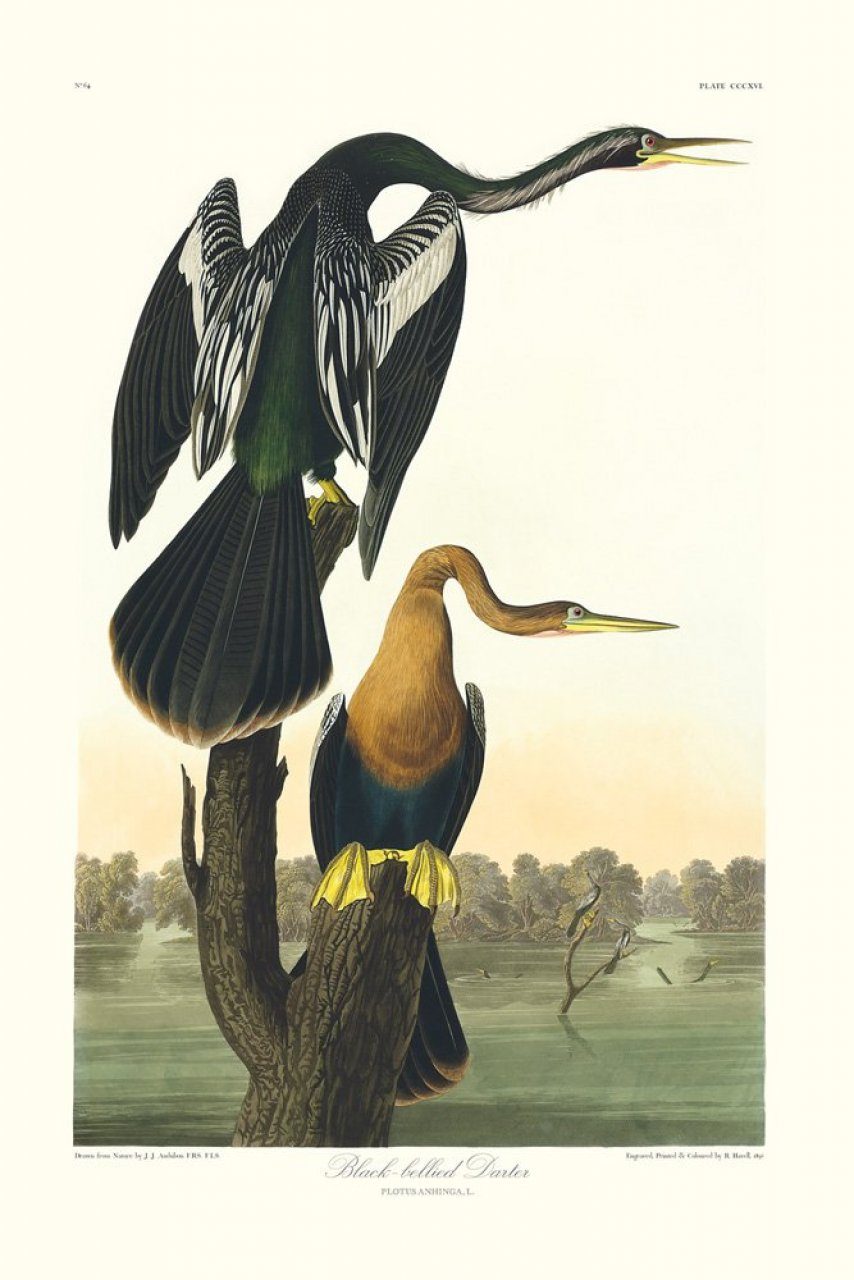 The Art of Audubon II: Sixteen Frameable Prints | NHBS Field Guides ...