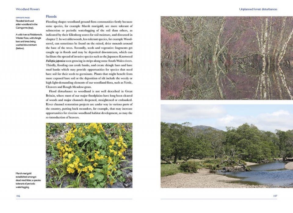 Woodland Flowers: Colourful Past, Uncertain Future | NHBS Good Reads