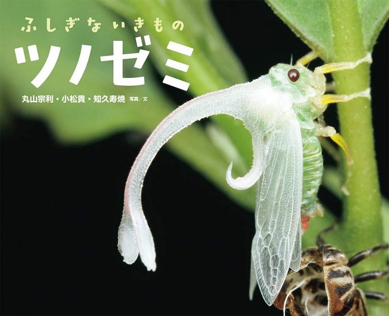 Fushigina Iki Mo No Tsunozemi [The Mysterious Treehopper]