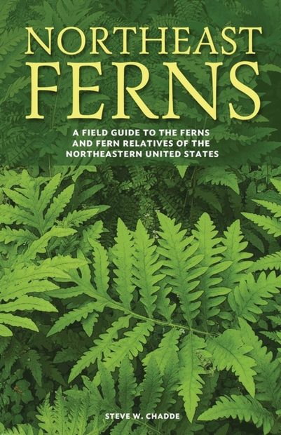 Northeast Ferns