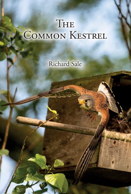 The Common Kestrel