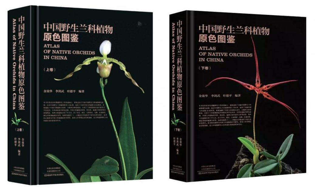Atlas of Native Orchids in China (2-Volume Set) [Chinese]