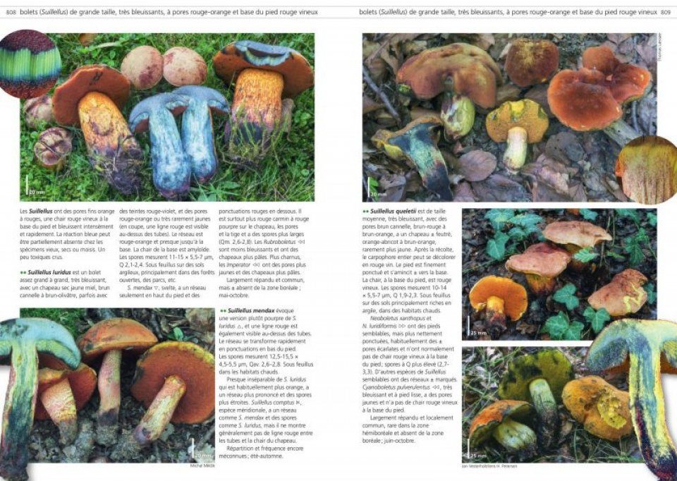 Fungi of Temperate Europe VOLUME1.2 セット