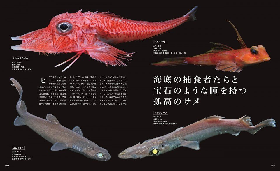 Utsukushi Sugiru Kaiyō Seibutsu No Sekai A World Of Marine Life That Is Beautiful Nhbs Field Guides Natural History