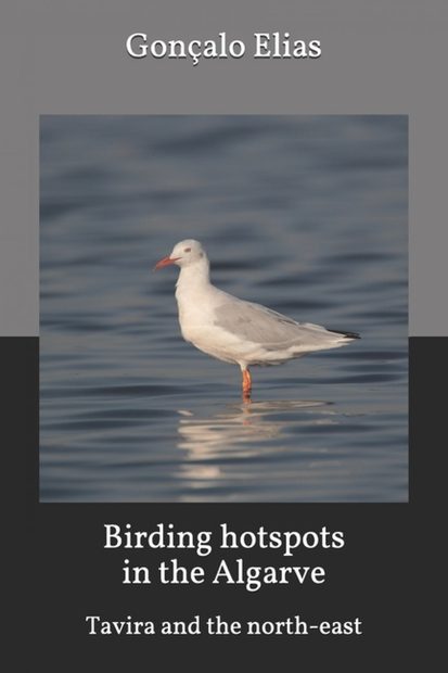 Birding Hotspots in the Algarve: Tavira and the North-East