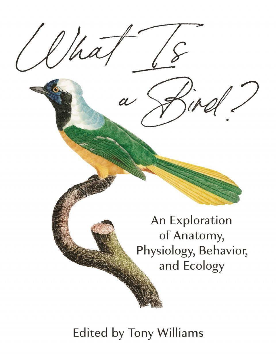 What Is a Bird? | NHBS Field Guides & Natural History