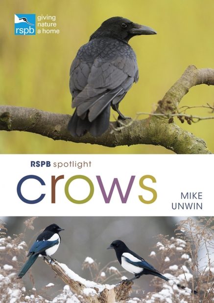 RSPB Spotlight: Crows