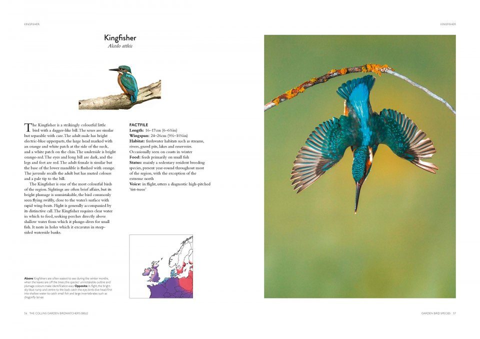 Field Guides To Bird Feathers: A Next-Level Tool for Birdwatchers »  Explorersweb