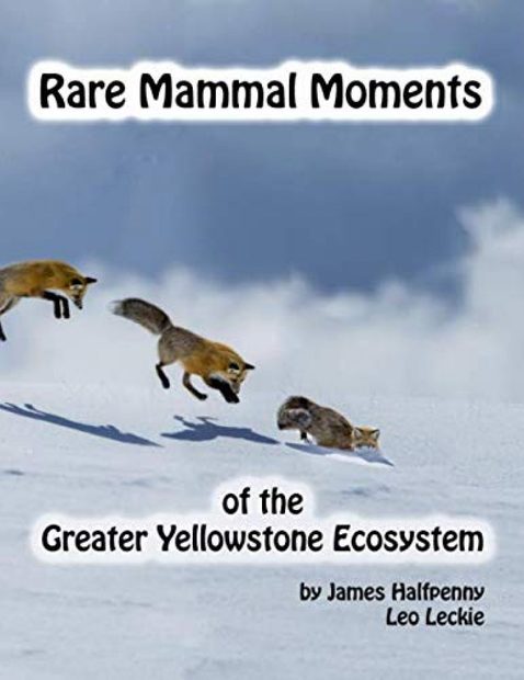 Rare Mammal Moments of the Greater Yellowstone Ecosystem
