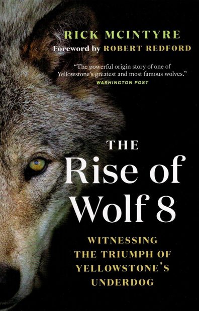 The Rise of Wolf 8