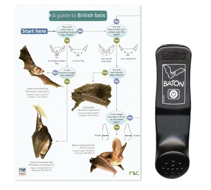 Batbox Baton Bat Detector