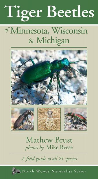 Tiger Beetles of Minnesota, Wisconsin & Michigan