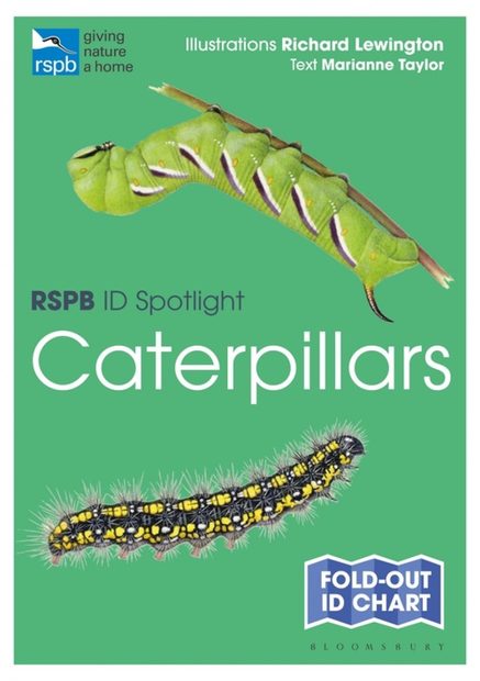 RSPB ID Spotlight: Caterpillars