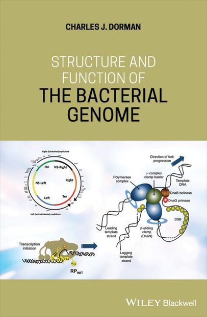 Structure and Function of the Bacterial Genome