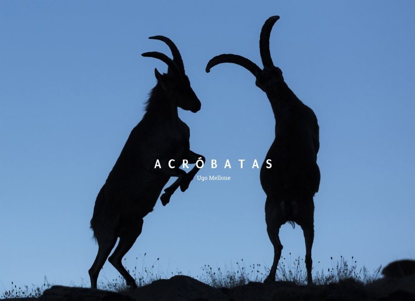 Acróbatas [English / Spanish]