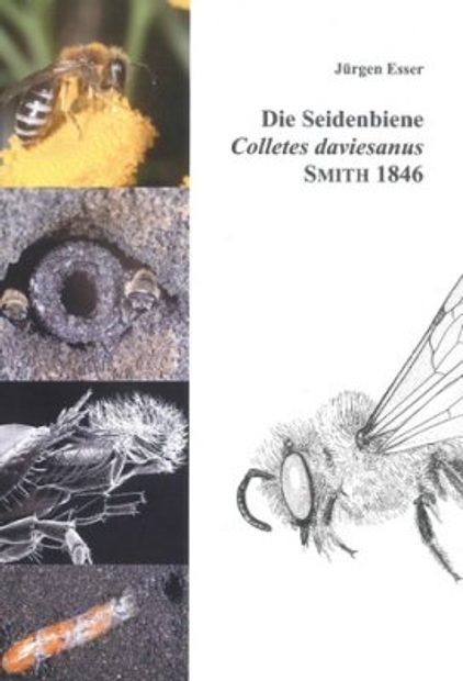 Die Seidenbiene (Colletes daviesanus): Lebensstrategie einer Spezialisierten Wildbiene [The Plasterer Bee (Colletes daviesanus): Life Strategy of a Specialized Wild Bee]