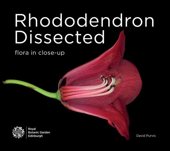 Rhododendron Dissected