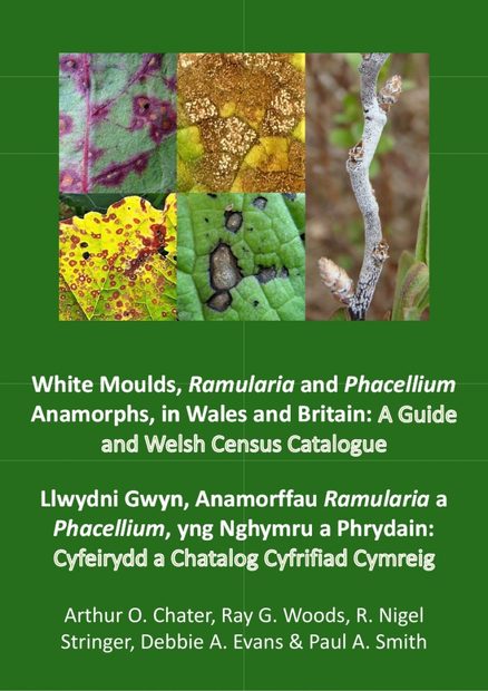White Moulds, Ramularia and Phacellium Anamorphs in Wales and Britain
