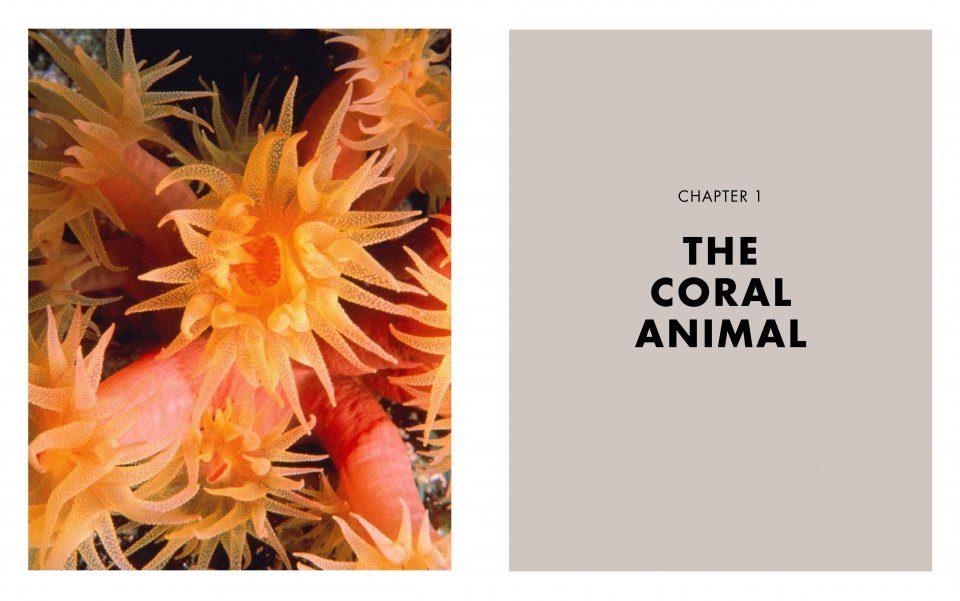Coral Reefs: A Natural History: Sheppard, Charles, Kelley, Corals Russell:  9780691198682: : Books