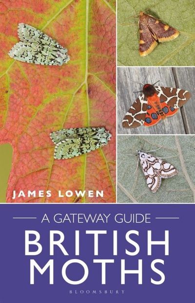 British Moths