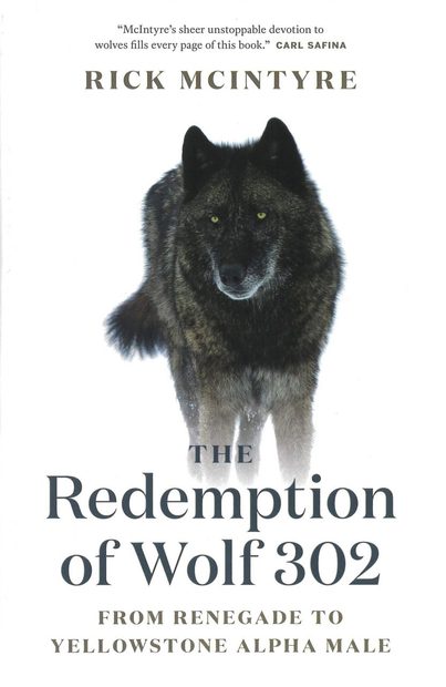 The Redemption of Wolf 302: From Renegade to Yellowstone Alpha Male ...