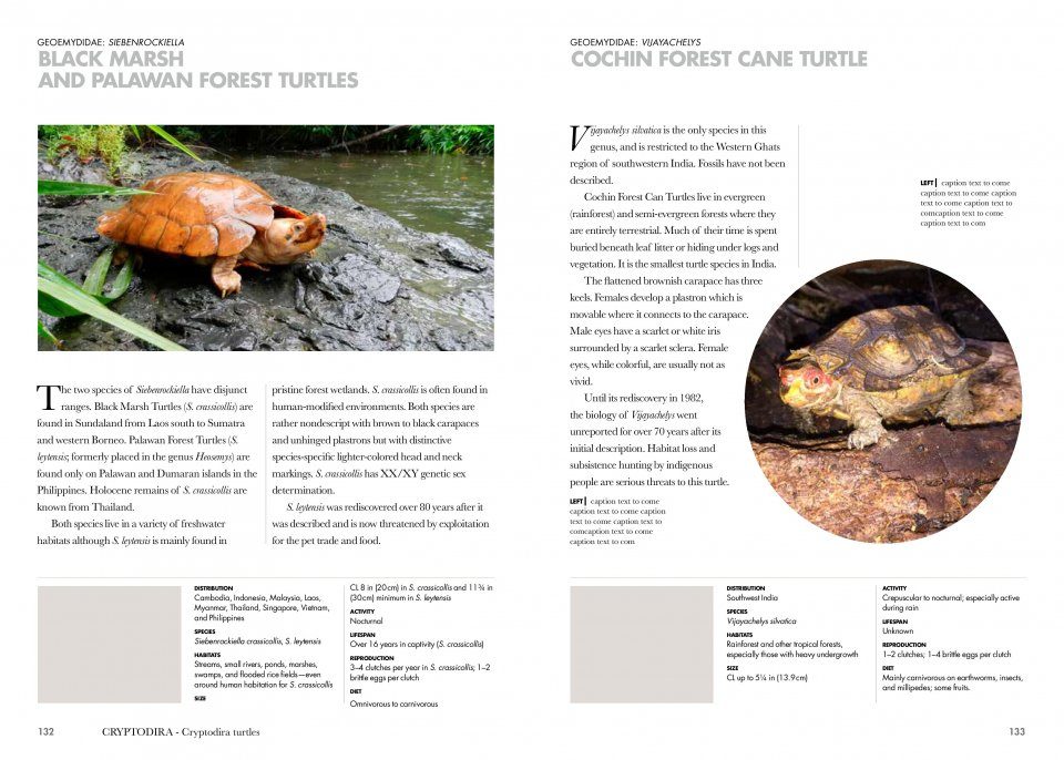 安売り Encyclopedia of Turtles