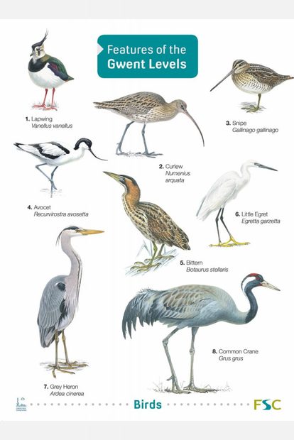 Features of the Gwent Levels