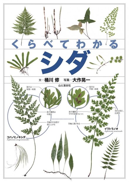Identification Guide to Japanese Ferns [Japanese]