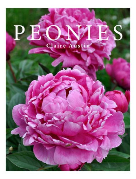 Peonies