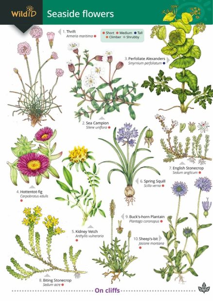 Guide to Seaside Flowers