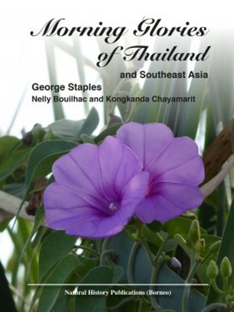 Morning Glories of Thailand and Southeast Asia