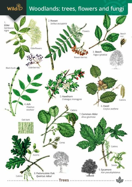 Guide to Woodlands: Trees, Flowers & Fungi 