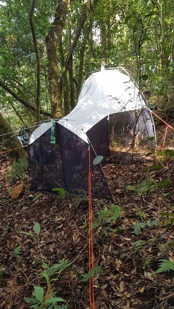 BugDorm ez-Malaise Trap II