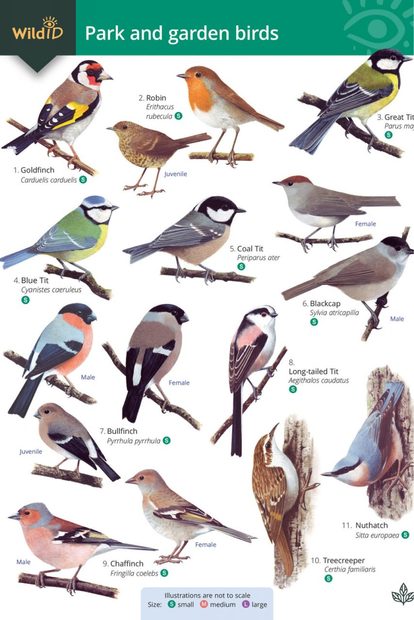 Park and Garden Birds