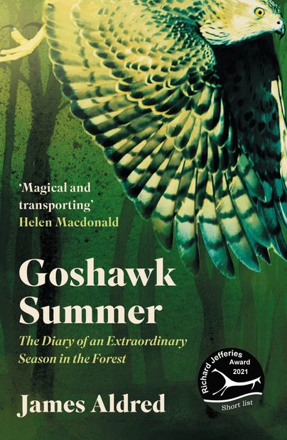 Goshawk Summer
