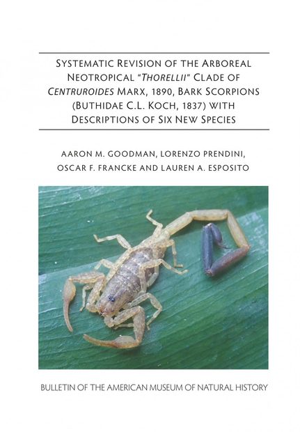 Systematic Revision of the Arboreal Neotropical "Thorellii" Clade of Centruroides Marx, 1890, Bark Scorpions (Buthidae C.L. Koch, 1837) with Descriptions of Six New Species