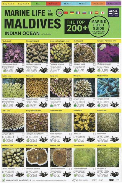 Marine Life of the Maldives, Indian Ocean