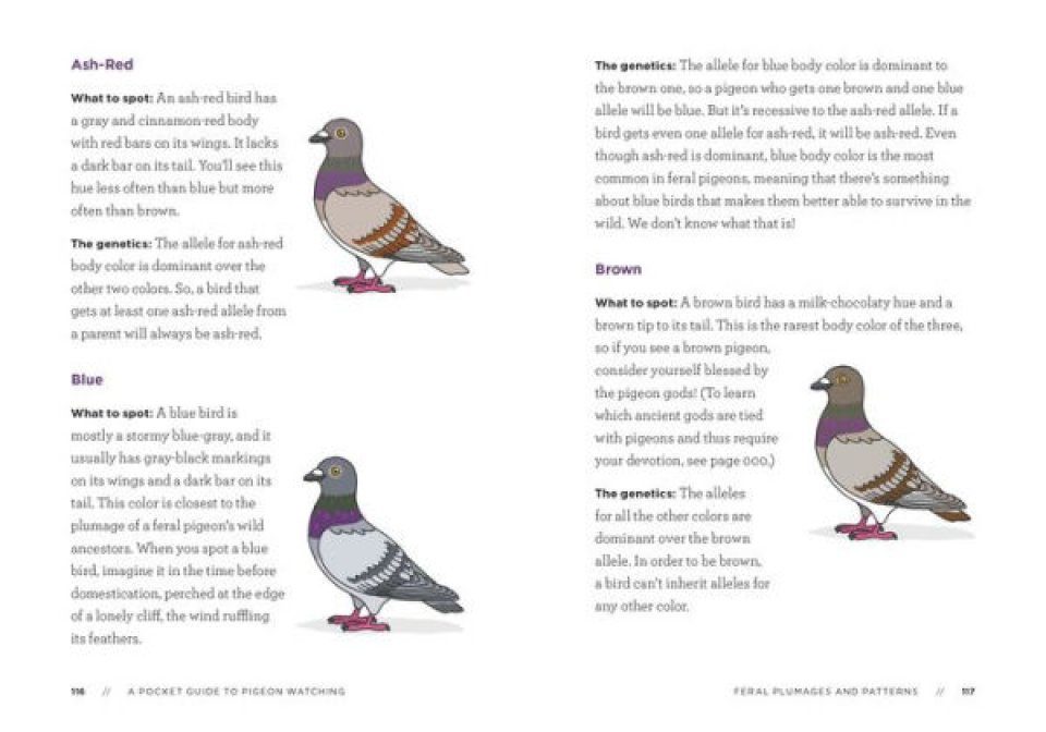 to　to　Field　Guide　A　Pocket　Getting　Misunderstood　Know　Pigeon　Guides　World's　Watching:　the　Most　Natural　Bird　NHBS　History