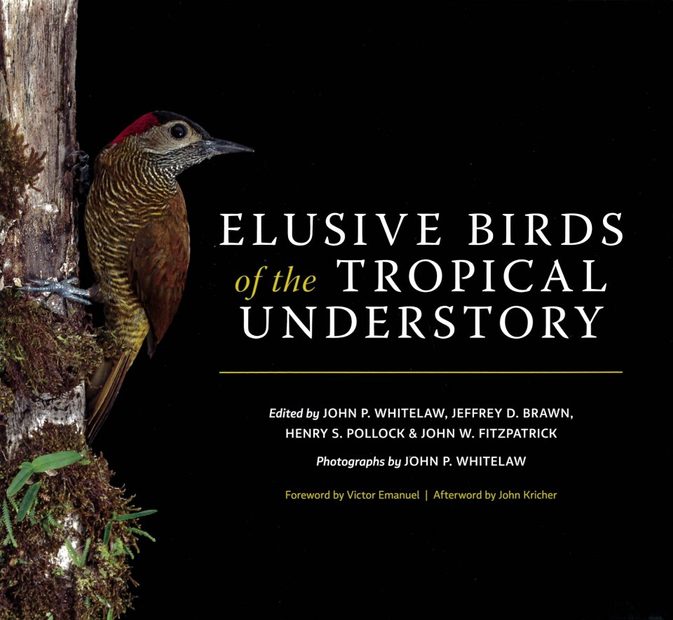 Elusive Birds of the Tropical Understory
